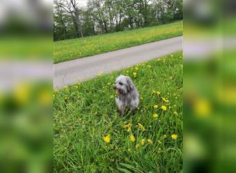 Welpen Hütehund Schäferhund Berger des Pyrenees