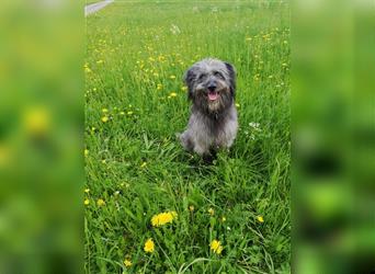 Welpen Hütehund Schäferhund Berger des Pyrenees