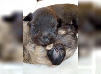 Welpen Hütehund Schäferhund Berger des Pyrenees