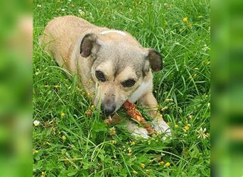 Leon sucht dringend ein gemütliches Zuhause - er wartet im Taunus