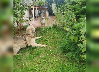 Leon sucht dringend ein gemütliches Zuhause - er wartet im Taunus