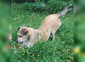 Leon sucht dringend ein gemütliches Zuhause - er wartet im Taunus