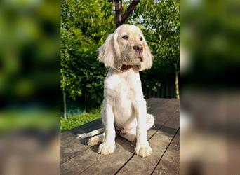 English setter Welperüde