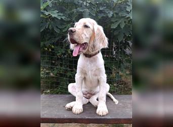 English setter Welperüde