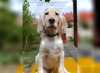 English setter Welperüde