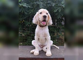 English setter Welperüde