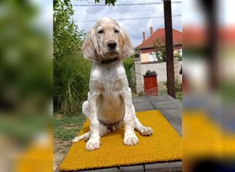 English setter Welperüde