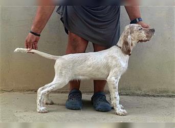 English setter Welperüde