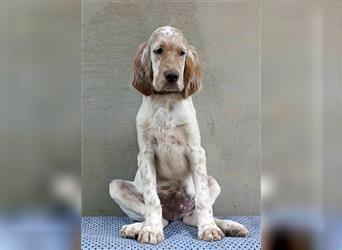 English setter Welperüde