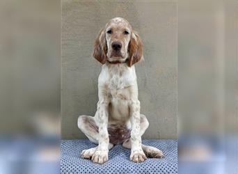 English setter Welperüde