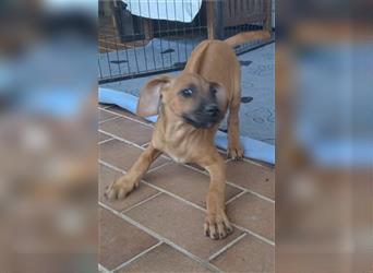 Nur noch ein Mädchen: Rhodesian Ridgeback Welpen