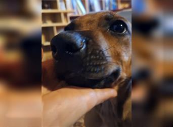 Nur noch ein Mädchen: Rhodesian Ridgeback Welpen