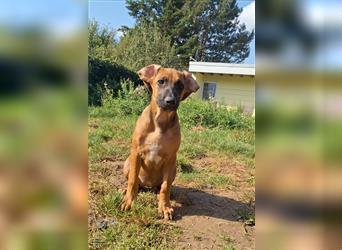 Nur noch ein Mädchen: Rhodesian Ridgeback Welpen