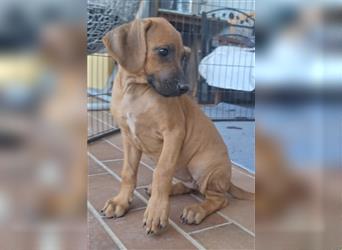 Nur noch ein Mädchen: Rhodesian Ridgeback Welpen