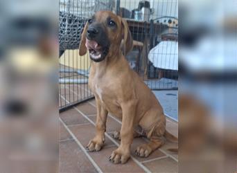 Nur noch ein Mädchen: Rhodesian Ridgeback Welpen