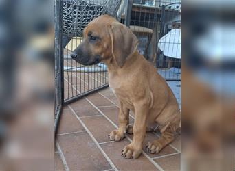 Nur noch ein Mädchen: Rhodesian Ridgeback Welpen