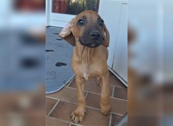 Nur noch ein Mädchen: Rhodesian Ridgeback Welpen