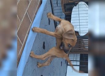 Nur noch ein Mädchen: Rhodesian Ridgeback Welpen