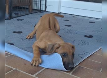 Nur noch ein Mädchen: Rhodesian Ridgeback Welpen