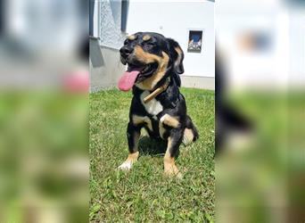 Luna, Entlebucher- Dackel Mischling, geb. 2019, freundl. Hündin sucht Familie