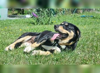 Luna, Entlebucher- Dackel Mischling, geb. 2019, freundl. Hündin sucht Familie