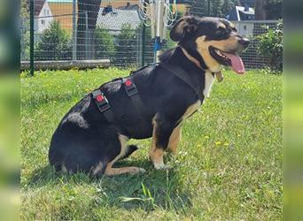 Luna, Entlebucher- Dackel Mischling, geb. 2019, freundl. Hündin sucht Familie