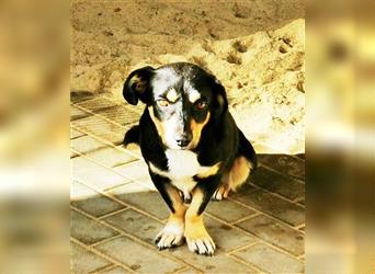 Luna, Entlebucher- Dackel Mischling, geb. 2019, freundl. Hündin sucht Familie