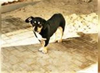 Luna, Entlebucher- Dackel Mischling, geb. 2019, freundl. Hündin sucht Familie