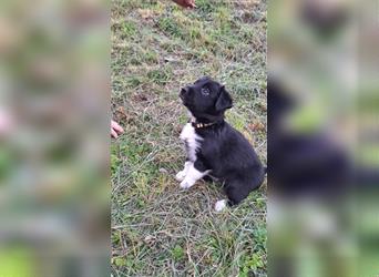 Border Collie Husky mix welpe