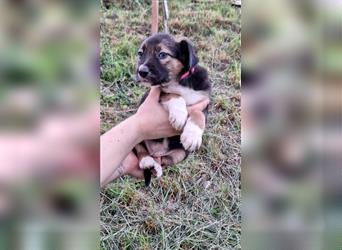 Border Collie Husky mix welpe