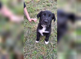 Border Collie Husky mix welpe