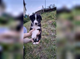 Border Collie Husky mix welpe