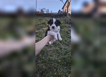 Border Collie Husky mix welpe