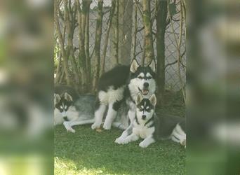 Black & White Siberian Husky Welpen