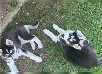 Black & White Siberian Husky Welpen