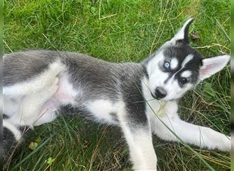 Black & White Siberian Husky Welpen