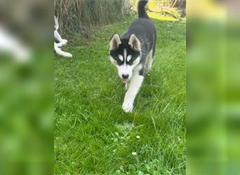 Black & White Siberian Husky Welpen