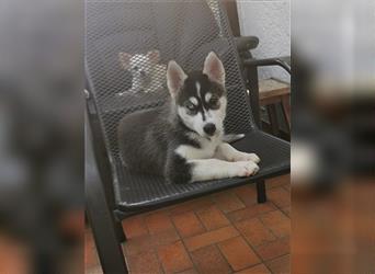 Black & White Siberian Husky Welpen