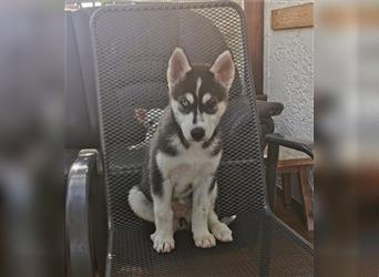 Black & White Siberian Husky Welpen