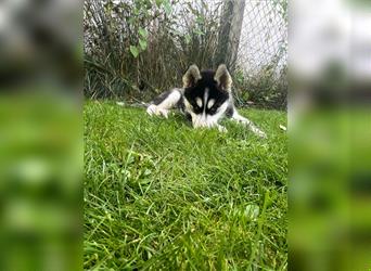 Black & White Siberian Husky Welpen