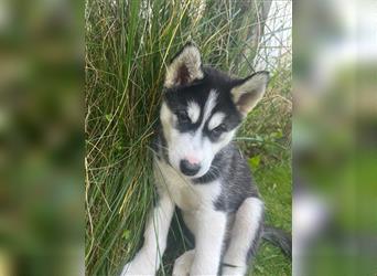 Black & White Siberian Husky Welpen