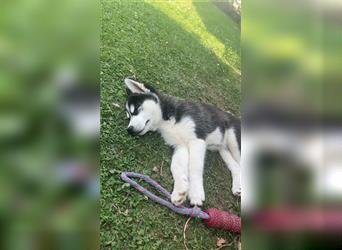 Black & White Siberian Husky Welpen