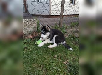 Black & White Siberian Husky Welpen