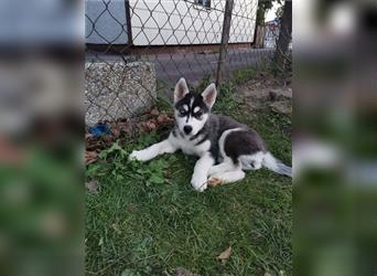 Black & White Siberian Husky Welpen