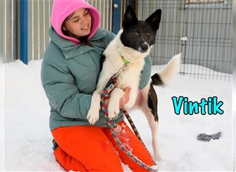 Vintik 08/2021 (RUS) - sehr intelligenter und sportlicher Laika-ähnlicher Rüde!