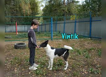 Vintik 08/2021 (RUS) - sehr intelligenter und sportlicher Laika-ähnlicher Rüde!