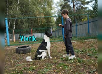 Vintik 08/2021 (RUS) - sehr intelligenter und sportlicher Laika-ähnlicher Rüde!