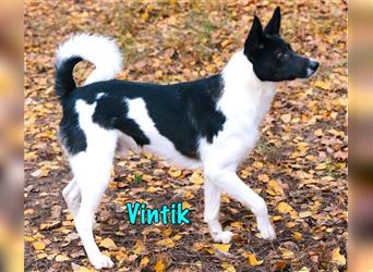 Vintik 08/2021 (RUS) - sehr intelligenter und sportlicher Laika-ähnlicher Rüde!