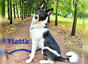 Vintik 08/2021 (RUS) - sehr intelligenter und sportlicher Laika-ähnlicher Rüde!