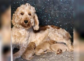 Goldendoodle F1b in Medium